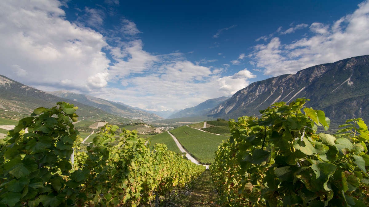 Image shows part of 2025 tasting calendar